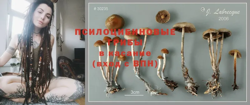 Галлюциногенные грибы Cubensis  купить  сайты  Болотное 